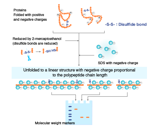 ُSDS protein