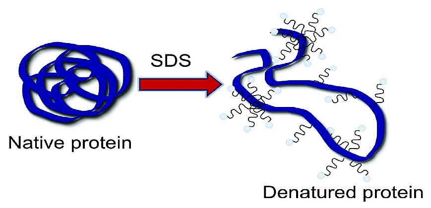 denaturation of proteins by SDS